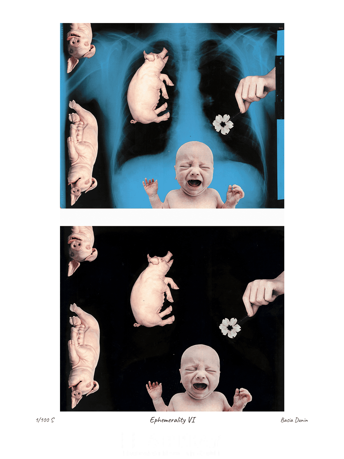 Ephemerality VI - obrazek 2